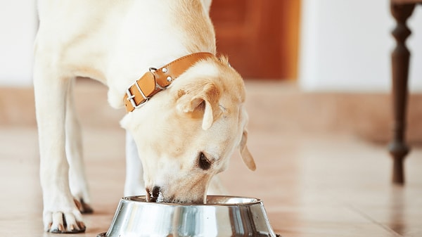 Bu gen, beynin açlık ve tokluk hissini algılamasını etkileyerek köpeğin her zaman aç olduğunu düşünmesine neden olabilir.