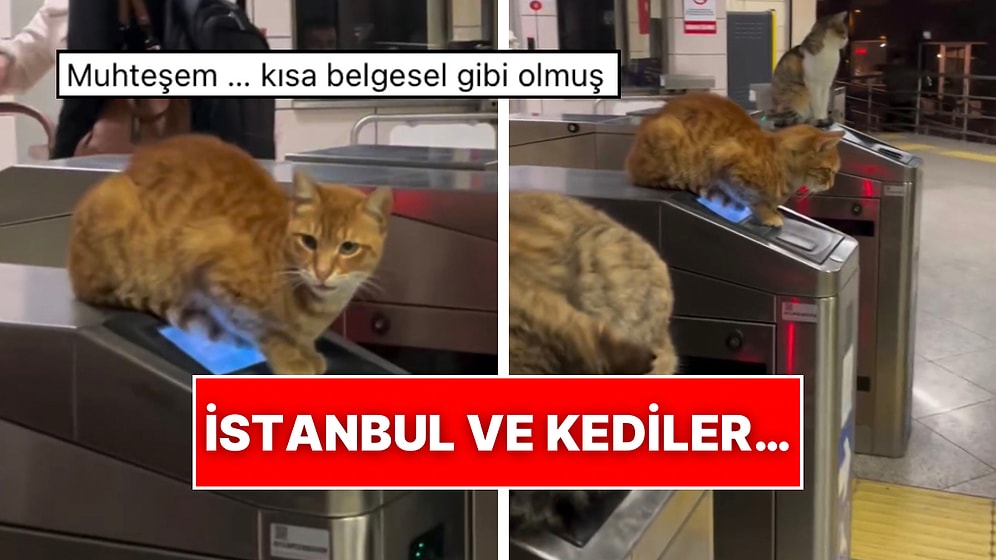 İstanbul’u İstanbul Yapan Meşhur Kedilerin Favori Lokasyonu Metro İstasyonları
