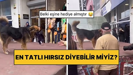 Bakırköy’de Bir Mağazadan İç Çamaşırı Çalan Tatlı Köpek