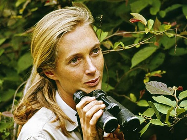 Ormanın kalbinden dünyaya: Jane Goodall