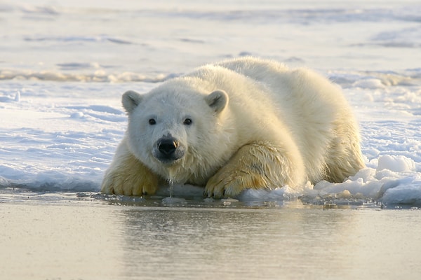 6. Polar bears go to eat penguins in Antarctica