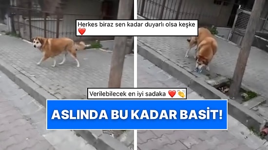 Su Borusundan Su İçmeye Çalışan Çaresiz Köpeği Görünce Hemen Harekete Geçen Motorcu