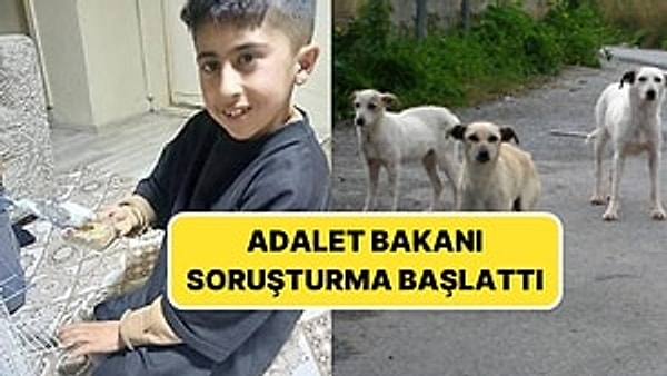 Sokak köpeklerine ilişkin çıkan tartışmalar tüm hızıyla devam ediyor.