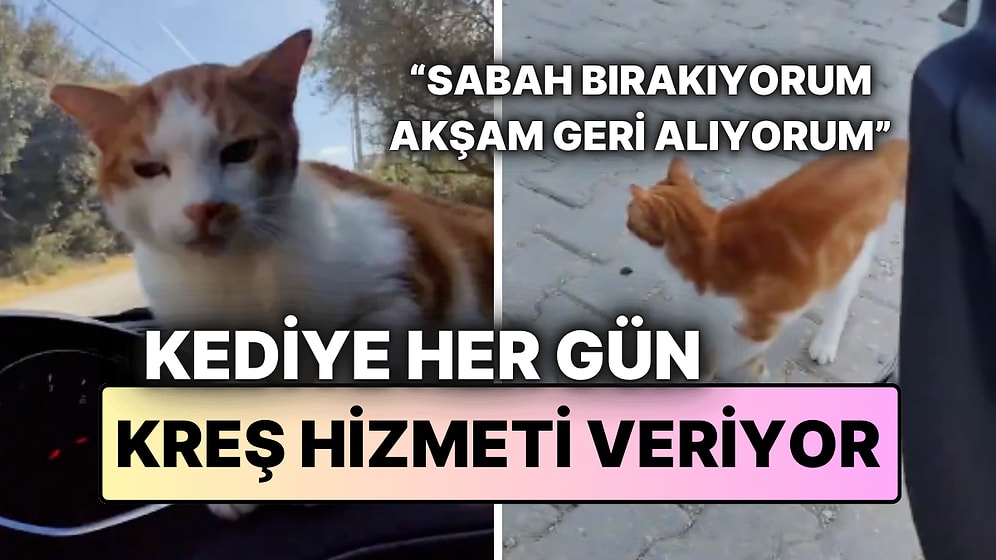 İzmir'de Duygulandıran Hikaye: Sahibi, Kedisini Her Gün Eski Sokağına Götürüp Geri Alıyor