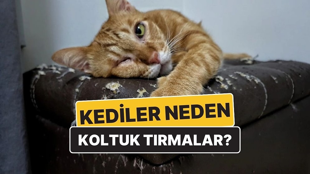 Kediler Neden Evde Tırmalama Tahtaları Yokmuş Gibi Mobilyaları Tırmalar?