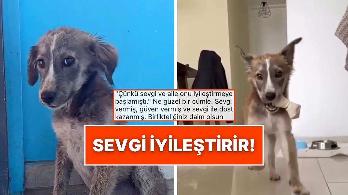 Sokakta Buldukları Köpeği Sahiplenen Aile Sevginin İyileştirici Gücünü Kanıtladı!