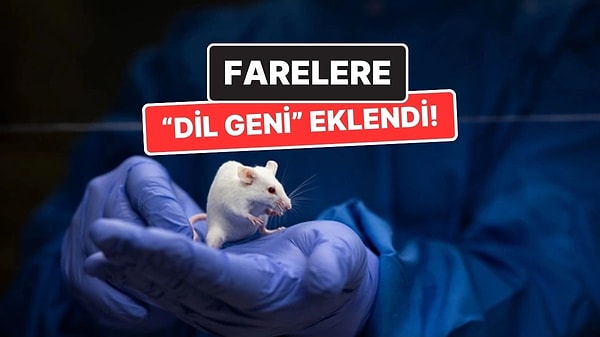 Kapak Görseli