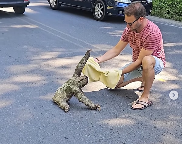 Tembel hayvanlar, doğal yaşamlarında yalnız başlarına hayatta kalmakta zorlanabilirler. Yolda mahsur kalmış ya da kaybolmuş tembel hayvanların, yardıma ihtiyaç duyduğu anlar sıkça yaşanır.