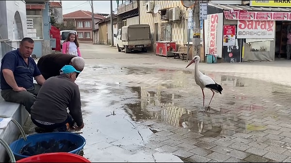 Peki ya siz ne düşünüyorsunuz, bir leylek dostunuz olsun ister miydiniz?