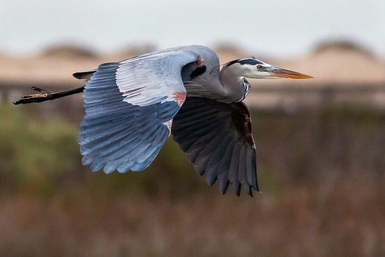 Top 10 Best Birdwatching Destinations in Türkiye: Where to Spot Exotic Birds