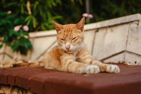 11. Feeding the street cats