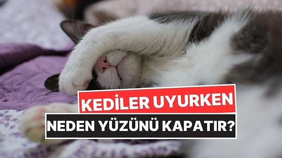 Kedilerin Uyurken Yüzlerini Patileriyle Kapatmasının Kalp Eriten Sebepleri