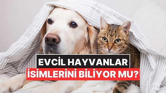Kediler Yine Şaşırtmadı: Evcil Hayvanlarımız İsimlerini Gerçekten Biliyor mu?