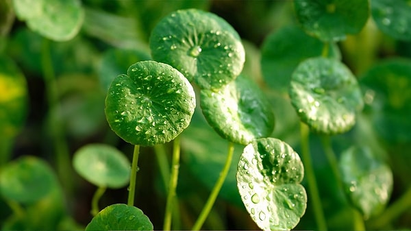 6. Centella asiatica.