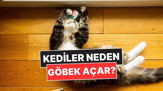 Kediler Sahiplerini Görünce Neden Göbeklerini Açıp Yuvarlanırlar?