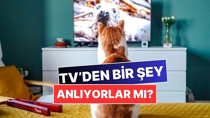 Evcil Hayvanlarımız Bizimle Birlikte TV İzlerken Gerçekten Bir Şeyler Anlıyor mu?