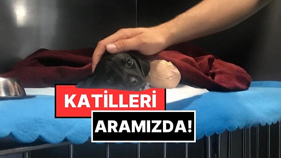 Sokak Hayvanları Gününde Utanç Listesi: Katiller Tek Tek Serbest Bırakıldı!