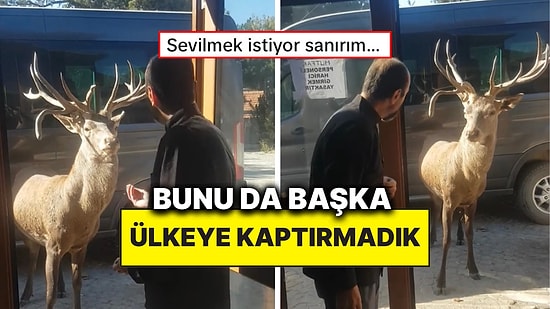 Dükkanının Önüne Gelen Geyikle Konuşan Esnaf İzleyenlere Tebessüm Ettirdi