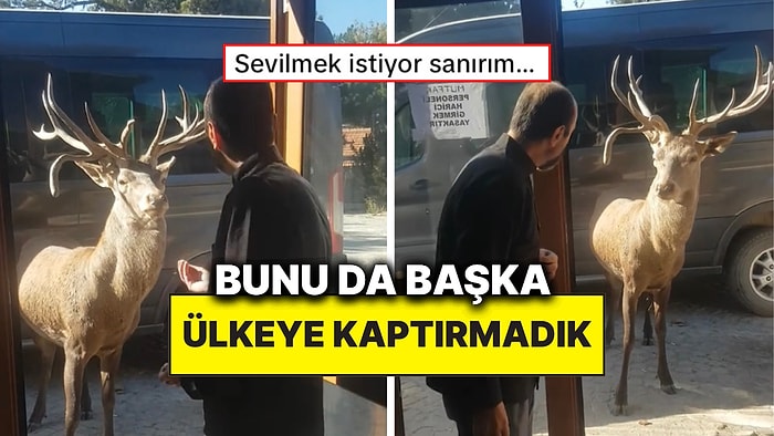 Dükkanının Önüne Gelen Geyikle Konuşan Esnaf İzleyenlere Tebessüm Ettirdi