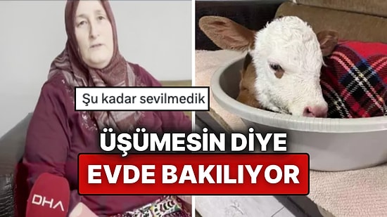 Ordu'da 'Bayram' İsimli Buzağı Evin Salonunda Bakılıyor: Biberonla Beslenip Battaniyeyle Uyuyor!