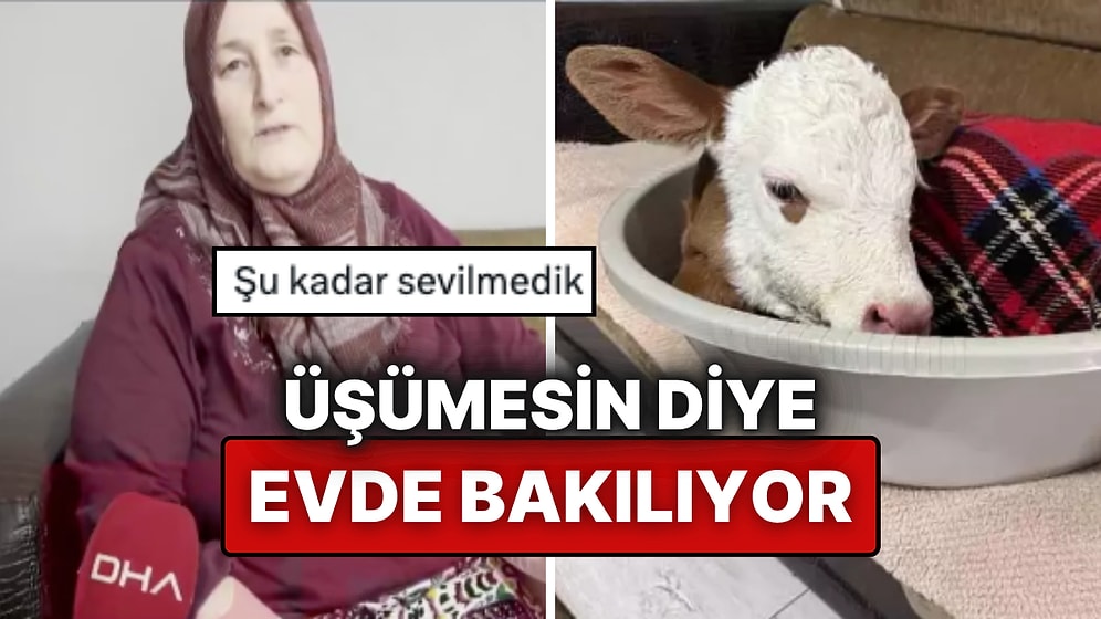 Ordu'da 'Bayram' İsimli Buzağı Evin Salonunda Bakılıyor: Biberonla Beslenip Battaniyeyle Uyuyor!