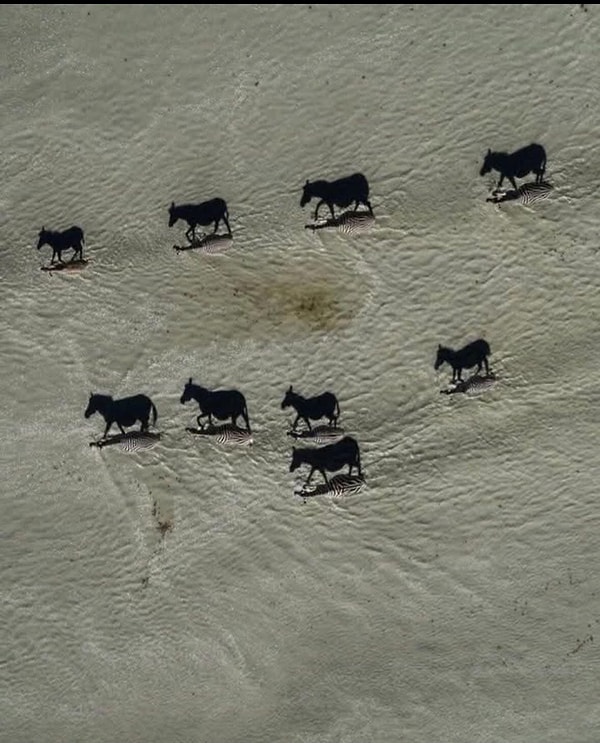 1. Hangileri gölge hangileri zebra?