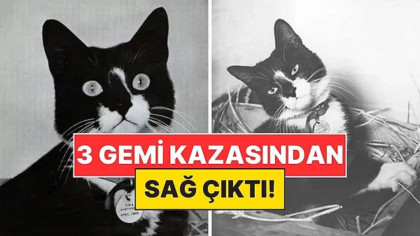 3. İkinci Dünya Savaşı'nda Üç Gemi Kazasından Sağ Kurtulan Efsanevi Kedi: Oscar