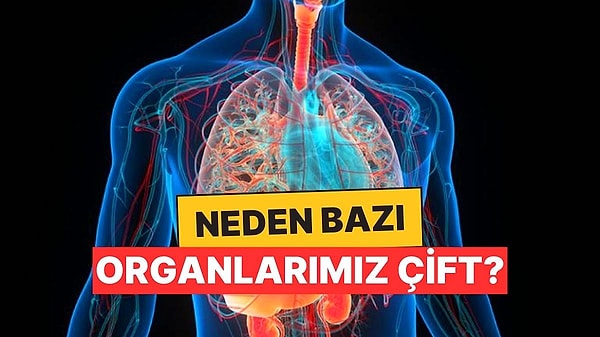 7. Neden İki Gözümüz İki Böbreğimiz Var da Yalnızca Bir Kalbimiz Var?