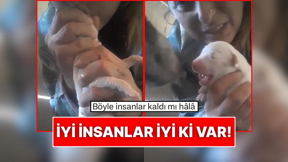 Doğumda Kalbi Duran Yavru Köpeği Kalp Masajıyla Hayata Döndüren Koca Yürekli Kadın!