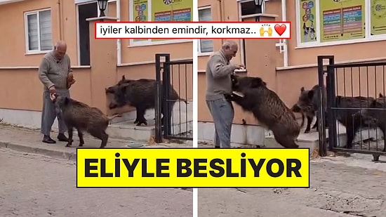 Havaların Isınmasıyla Şehre İnen Domuzları Eliyle Besleyen Ömer Amca Cesaretiyle Şoke Etti