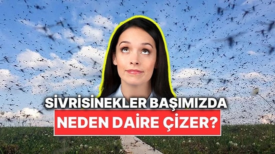 Neden Bazen Sivrisinek Sürüleri Başımızın Üstünde Dönerek Uçar?