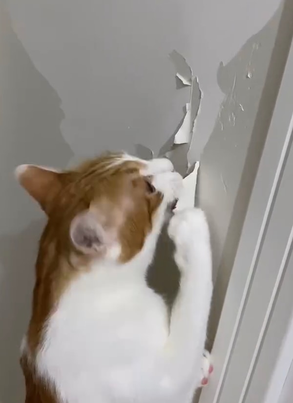 Koltuk tırmalamak normal gelse de, duvarın boyasını patileriyle söken bir kedi Tarçın. Kelimeler kifayetsiz kalıyor…