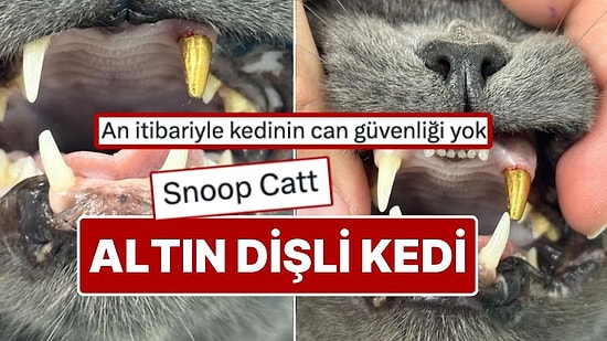 Zonguldak'ta Dişi Kırılan Kediye Altın Diş Takıldı