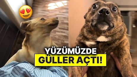 Pamuk Gibi Olduk! Sosyal Medyanın Yeni Akımı “Let Her Go”ya Evcil Hayvanı Olanlar Bayılacak!
