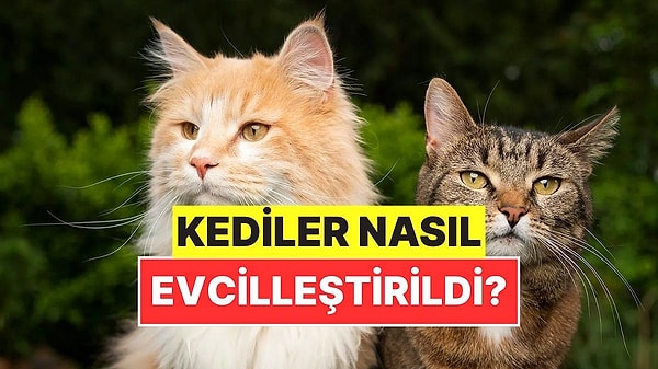 3. Kediler Yabani Bir Hayvanken Nasıl Oldu da Evcilleştirildi?