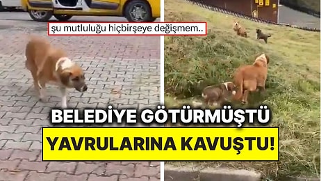 Samsun’da Belediye Ekiplerinin Topladığı Anne Köpek Mahalleli Sayesinde Yavrularına Kavuştu!
