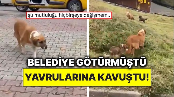 Samsun’da Belediye Ekiplerinin Topladığı Anne Köpek Mahalleli Sayesinde Yavrularına Kavuştu!