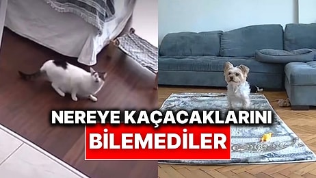 Deprem Anında Evde Yalnız Olan Evcil Hayvanların Korku Dolu Anları Kameralara Yansıdı