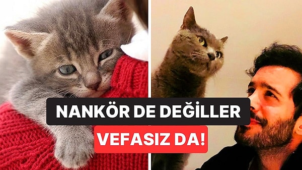 3. Dört Ayaklı Tüylü Dostlarımız Kediler Sahiplerini Tanıyor mu?
