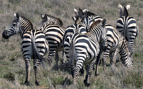 “Alfa zebra” diye bir şey yok çünkü liderlik güçle değil aileyle ilgili.