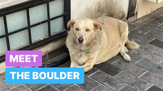 Meet the Boulder: The Street Dog Stealing Hearts in Istanbul!