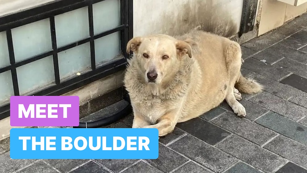 Meet the Boulder: The Street Dog Stealing Hearts in Istanbul!
