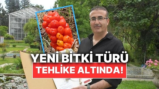 Hatay'da Yeni Keşfedilen Bitki Türü "Milleyha Tırşiği" Alarm Veriyor