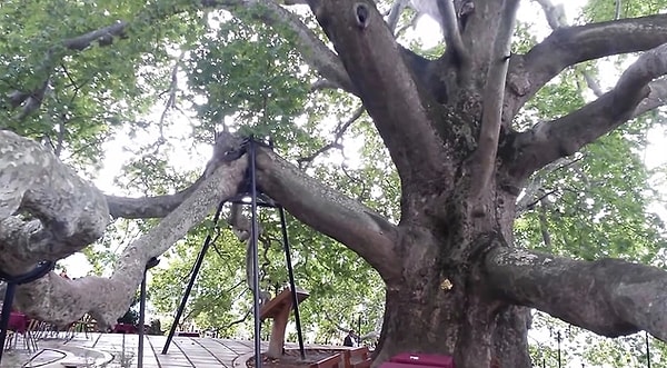 9. The timeless Inkaya Sycamore...