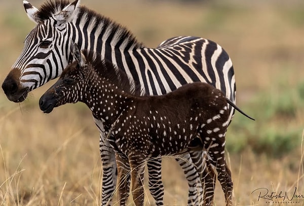 8. "Kenya'da benekli bir zebra tayı doğdu."