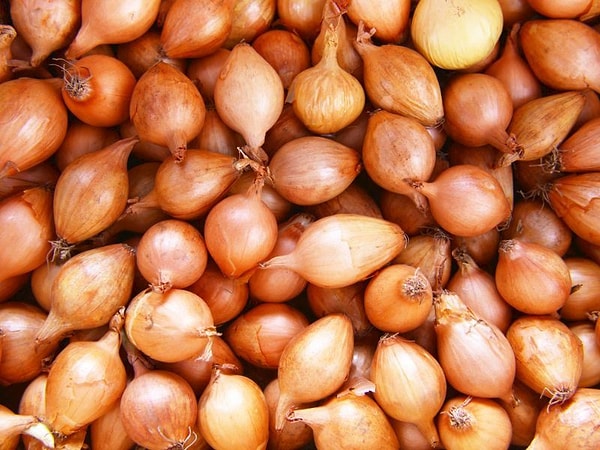 9. Arpacık soğanı