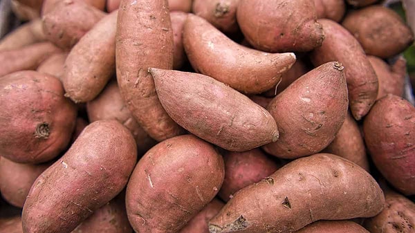 11. Tatlı patates