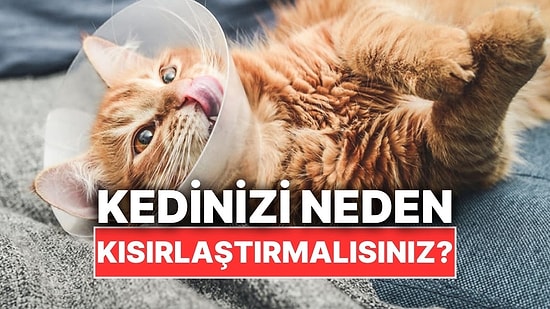 Kedinizi Neden Kısırlaştırmalısınız?