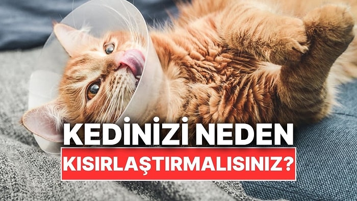 Kedinizi Neden Kısırlaştırmalısınız?