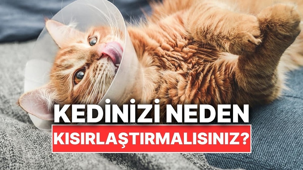 Kedinizi Neden Kısırlaştırmalısınız?